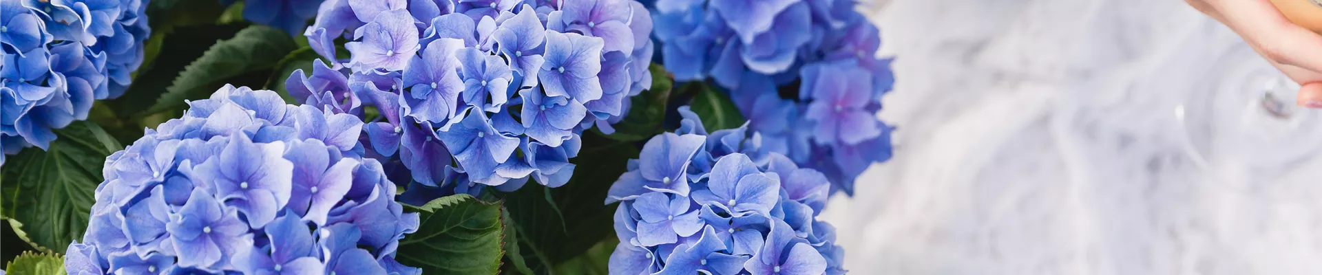 Blaue Hortensie Blaue Hortensie