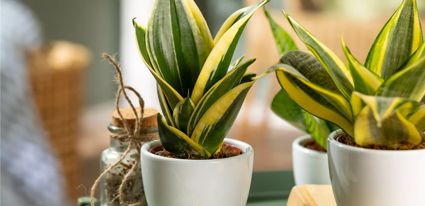 Sansevieria trifasciata 'Hahnii Jade Pagoda' (GS650825.jpg)