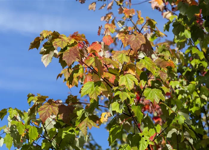 Acer rubrum